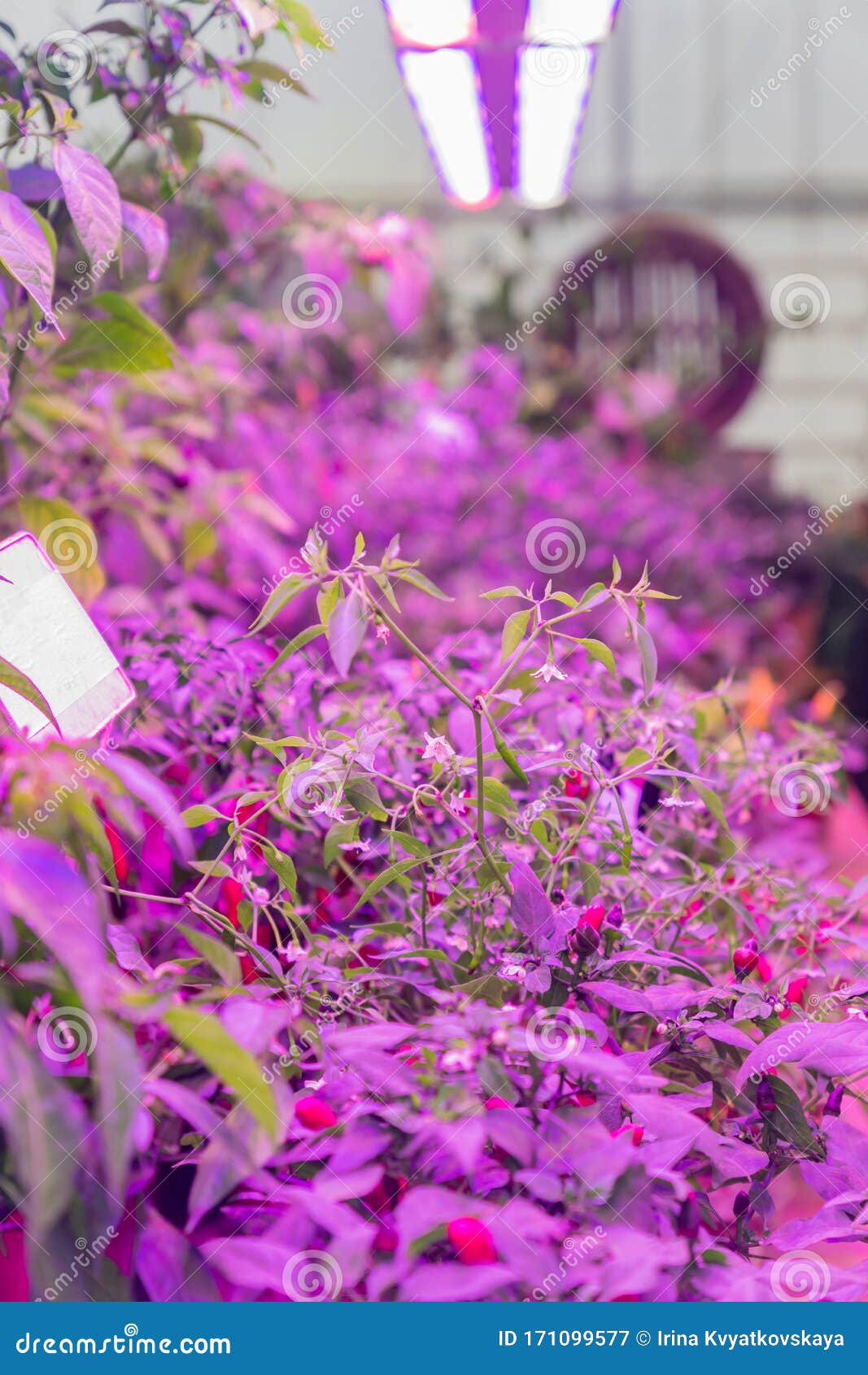Growing Vegetables Under LED Grow Light Stock Image - Image of chile