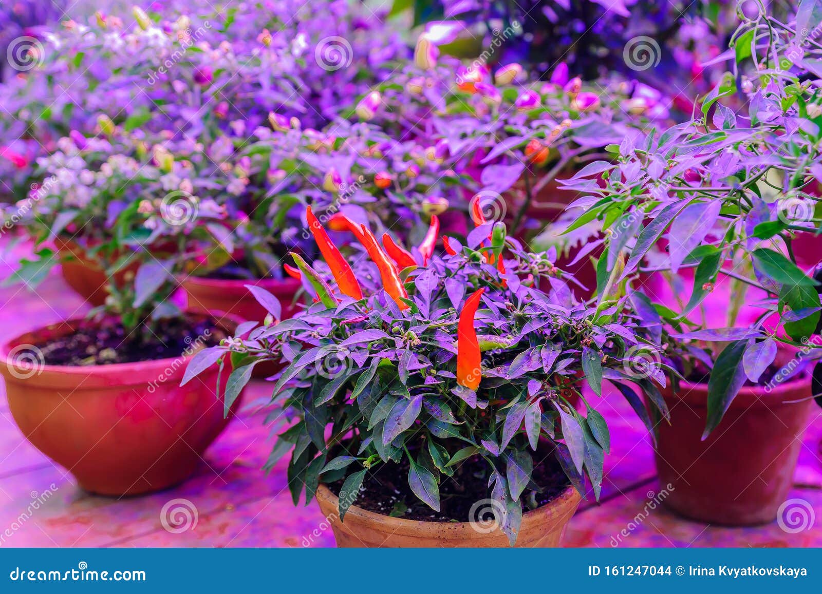 Growing Vegetables Under LED Grow Light Stock Photo - Image of indoor