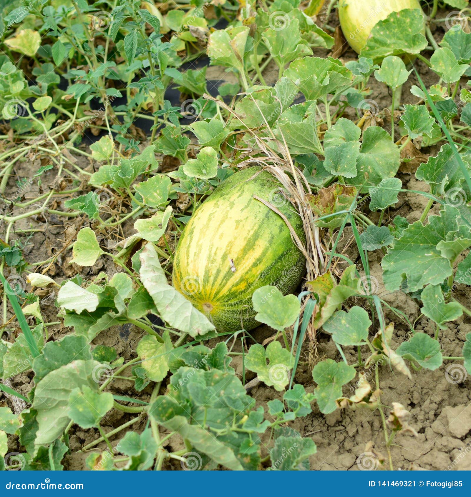 The Growing Watermelon in the Field Stock Image Image of eating
