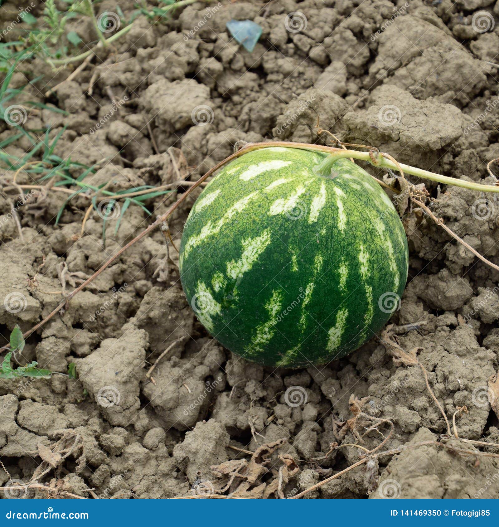 The Growing Watermelon in the Field Stock Photo Image of full, farm