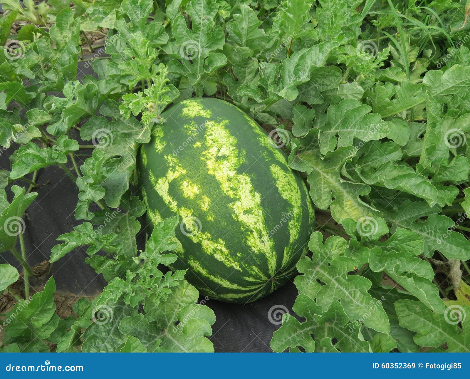 The Growing Watermelon in the Field Stock Image Image of agriculture