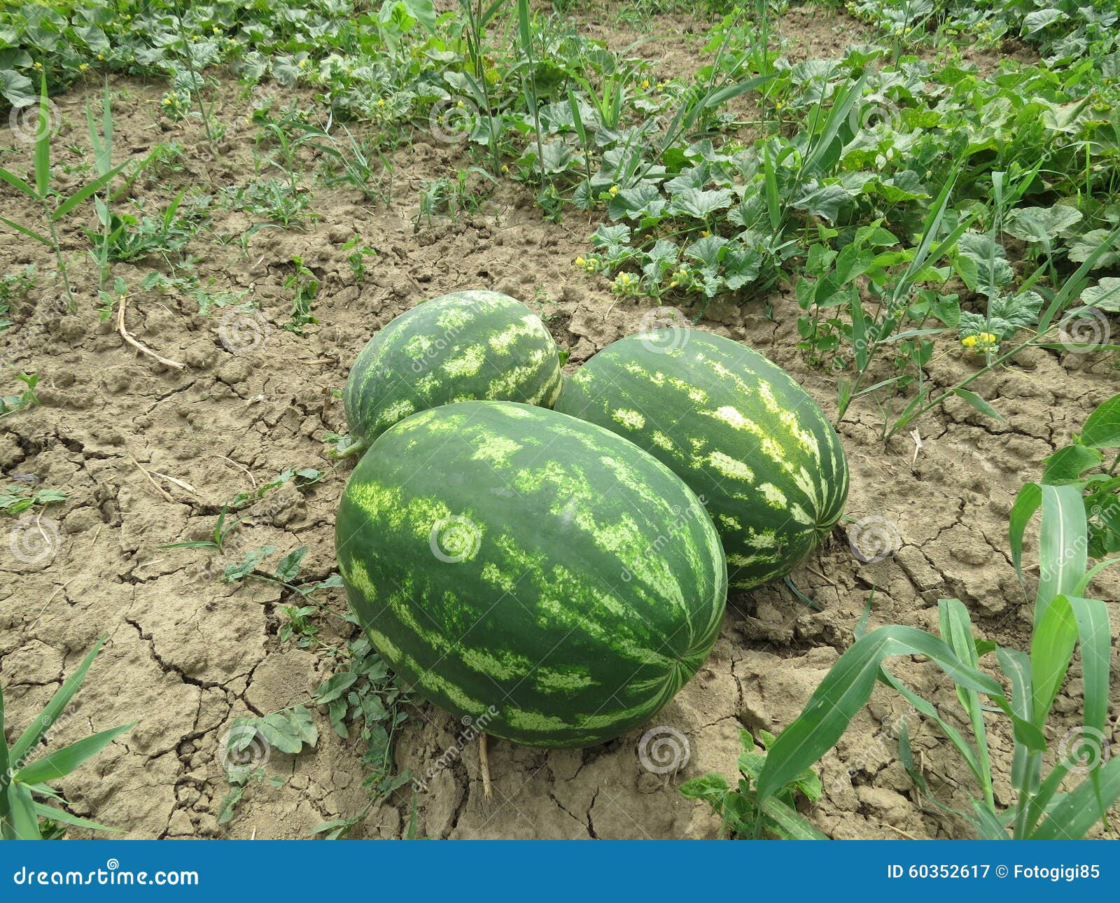 The Growing Watermelon in the Field Stock Image Image of arable