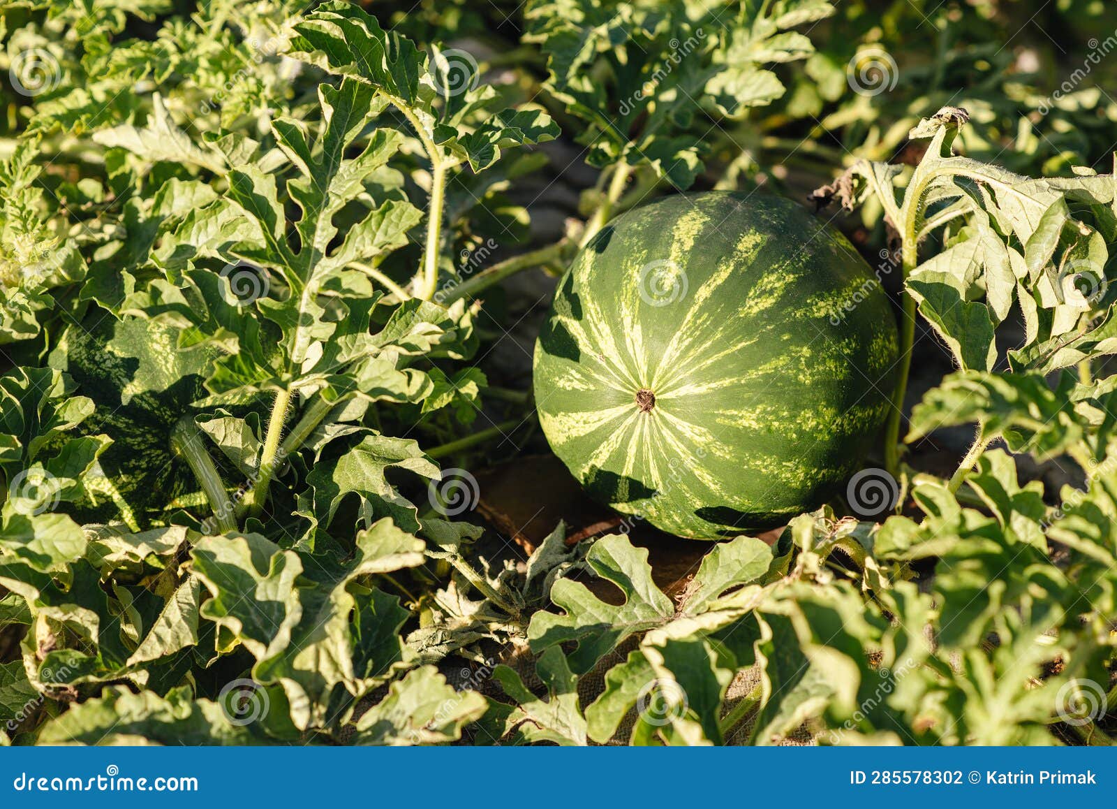 Growing Watermelon in a Garden Bed Stock Photo Image of water, summer