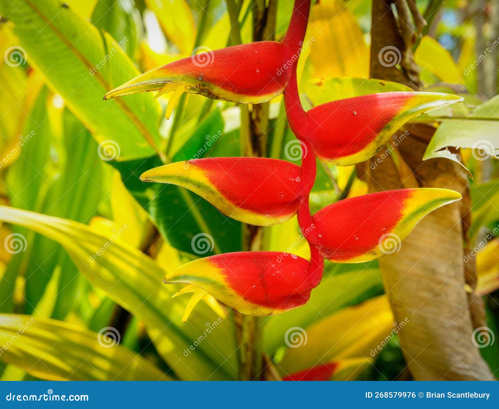 Growing Wild Heliconia Flower Stock Photo Image of nature
