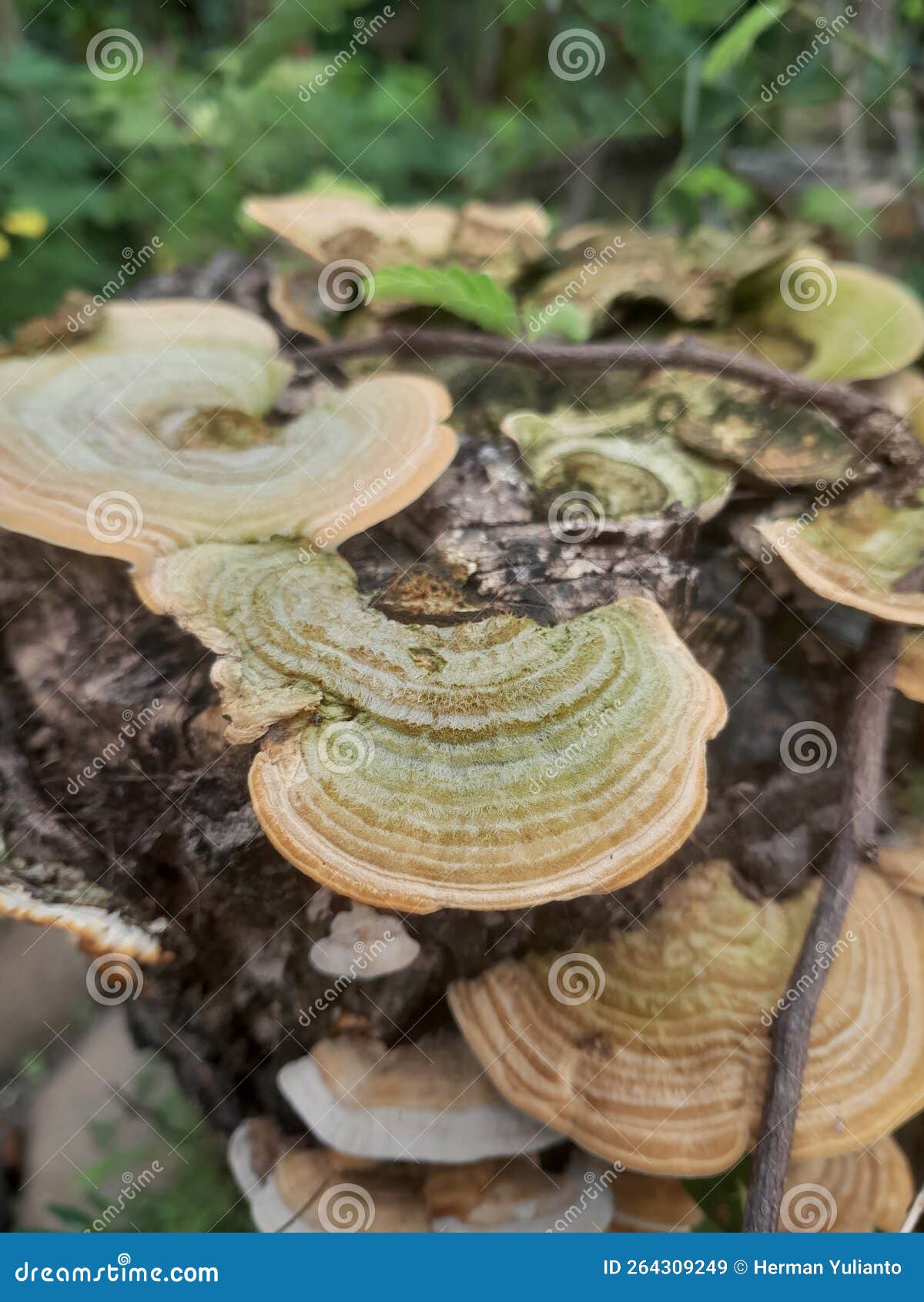 Growing wood mold stock image. Image of fungus, quail 264309249
