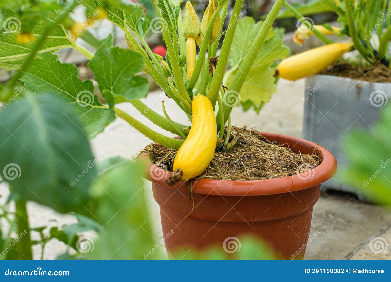 Growing Yellow Zucchini in Plastic Flower Pots Stock Photo Image of