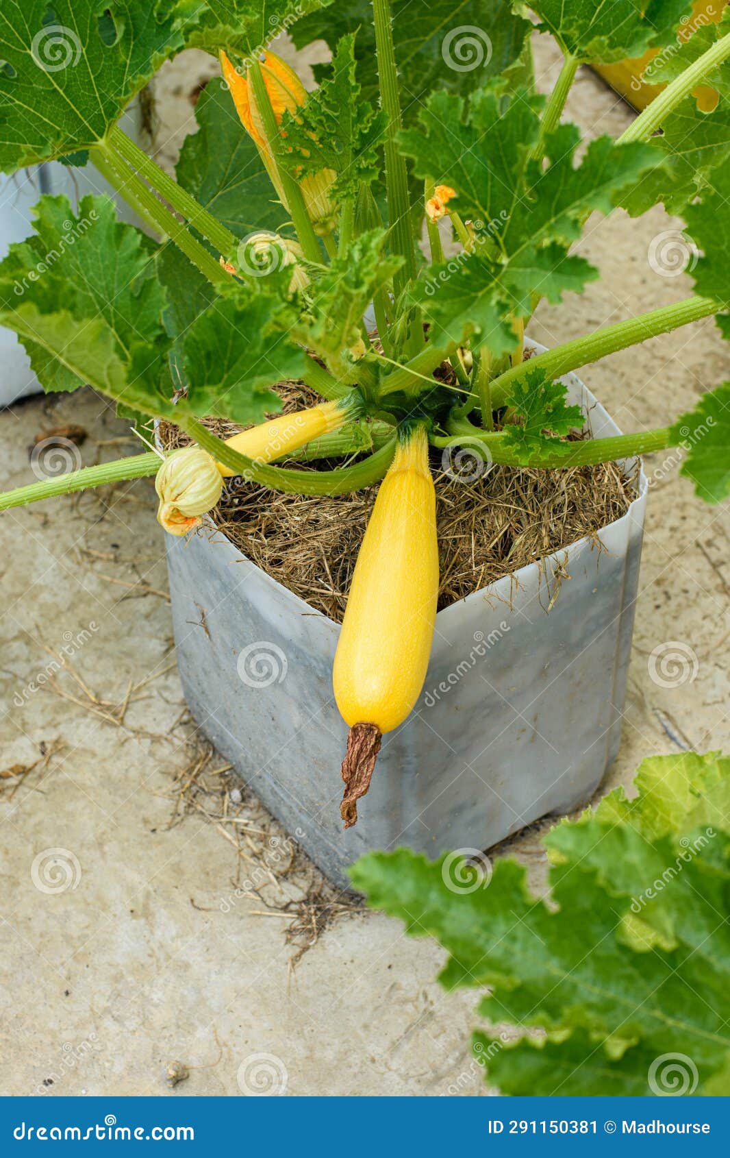 Growing Yellow Zucchini in Pots on Concrete Stock Image Image of