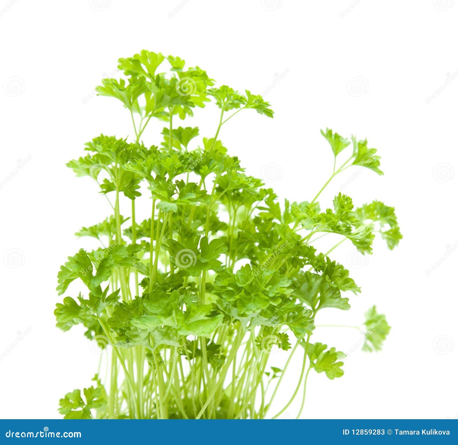 Growing Young Curley Parsley Stock Image Image of leaf, natural 12859283