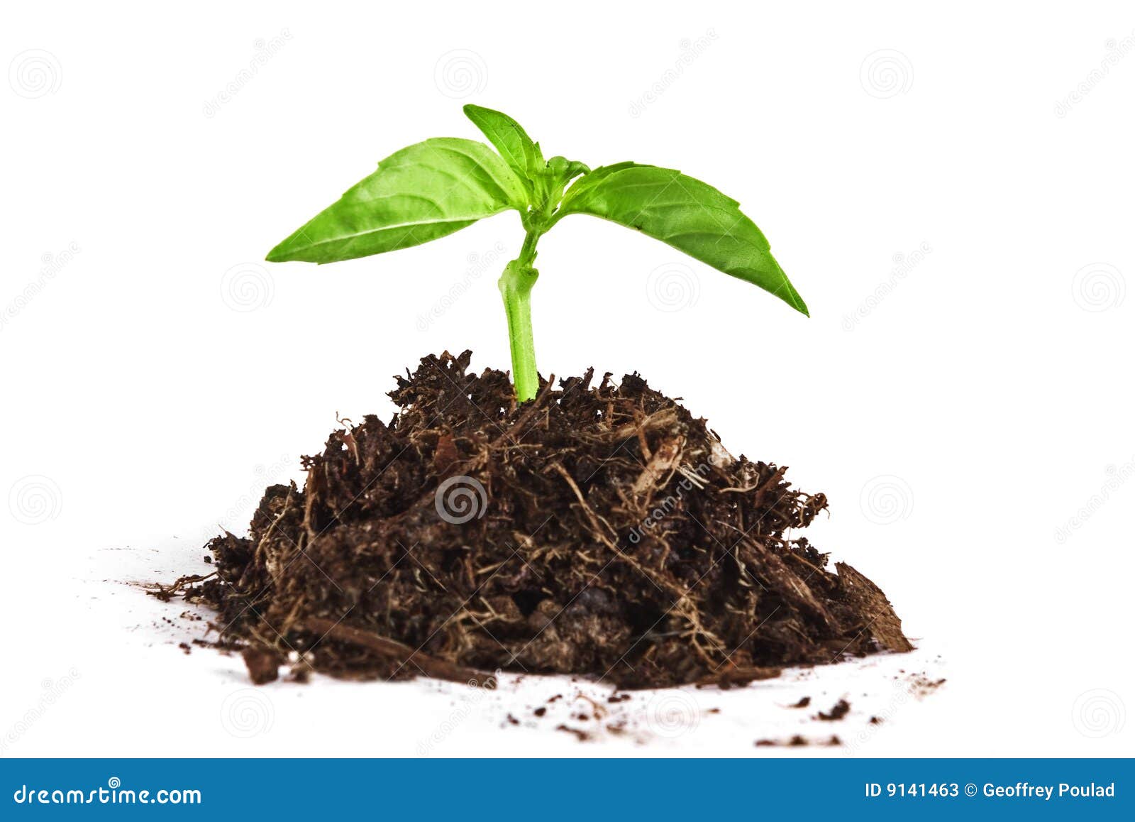 Growing young plant stock image. Image of garden, beginnings 9141463