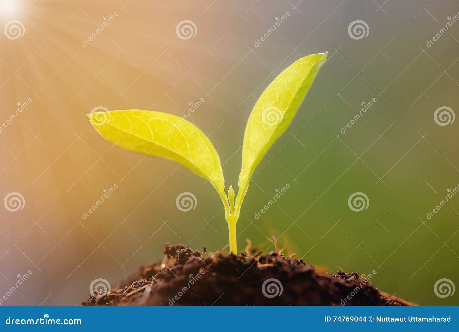 Growing Young Plants with Sunlight. Stock Photo Image of healthy