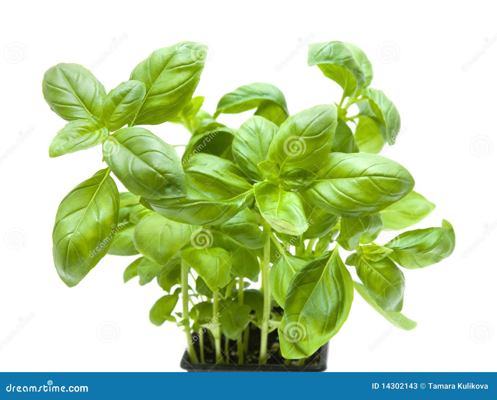 Growing young sweet basil stock image. Image of ingredients 14302143