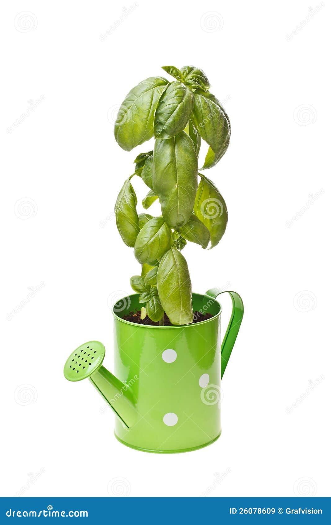 Growing Young Sweet Basil Plants Stock Image Image of fresh, herb