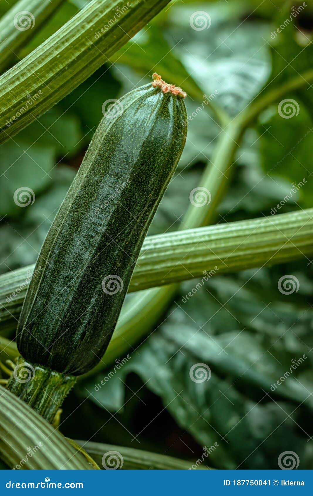 Growing Zucchini. Flowering Zucchini in the Vegetable Garden Stock