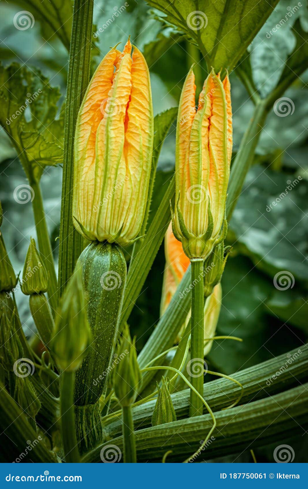 Growing Zucchini. Flowering Zucchini in the Vegetable Garden Stock