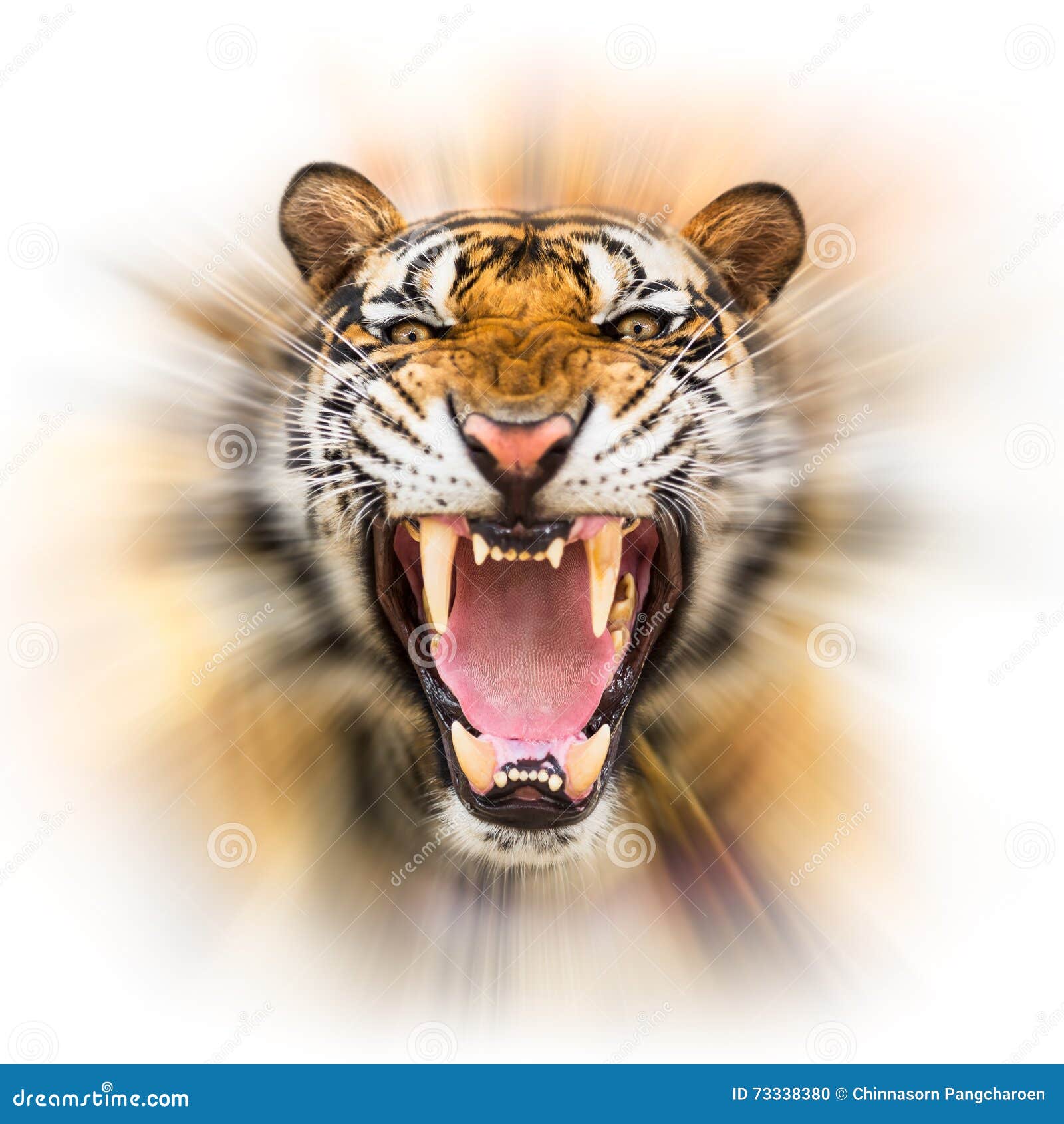 growl siberian tiger
