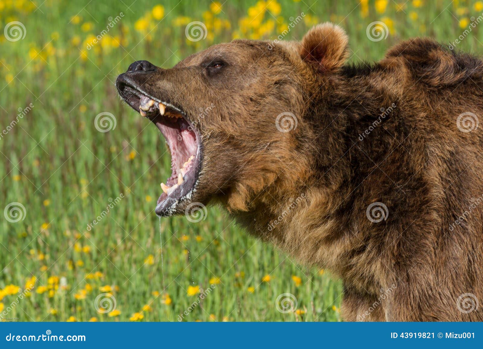 growling grizzly bear
