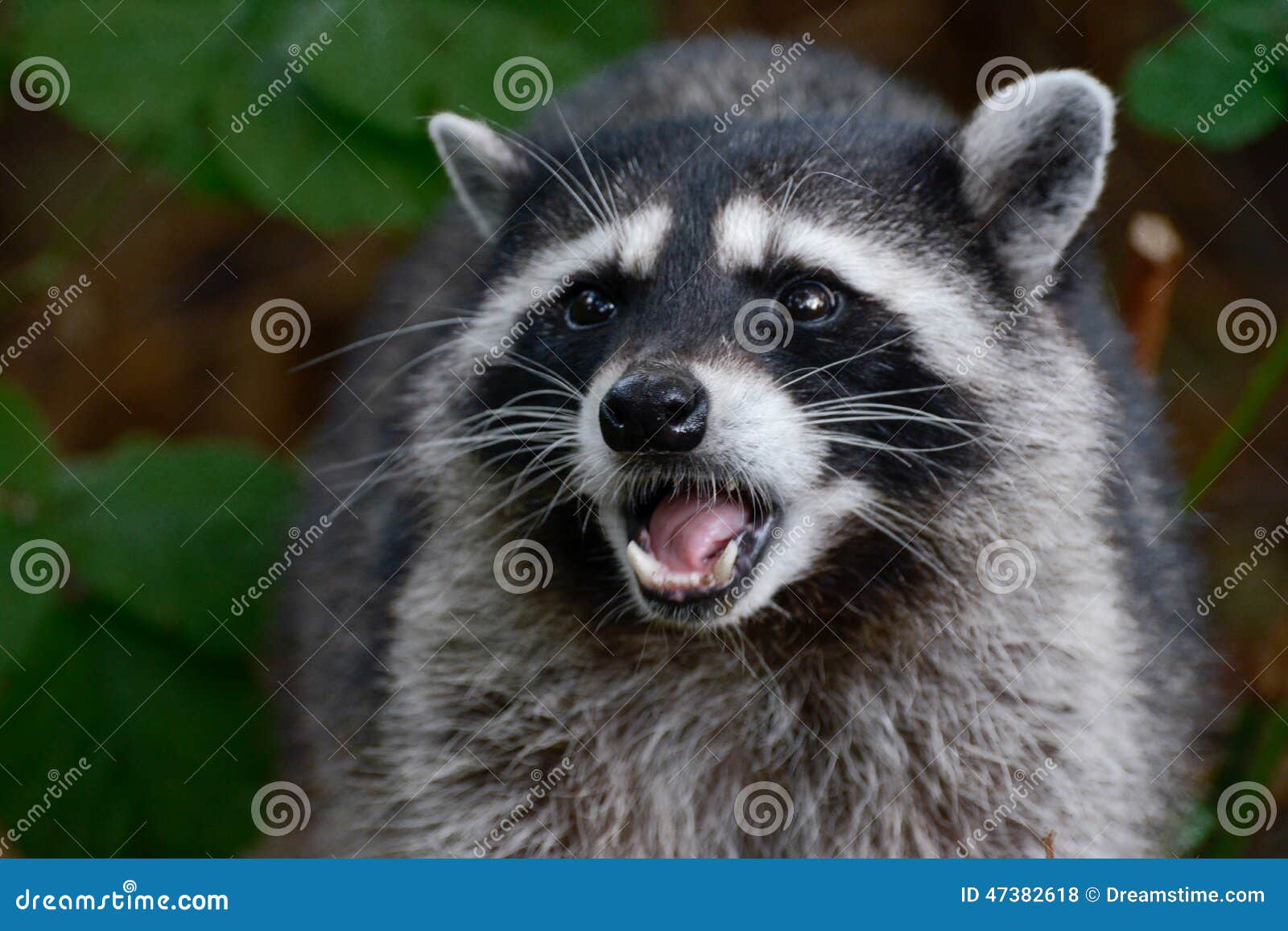 do raccoons growl and hiss do raccoons growl and hiss