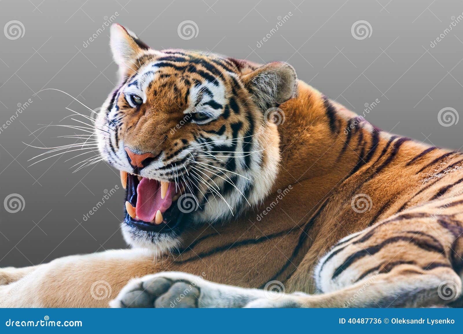 Angry growling tiger on a gray background