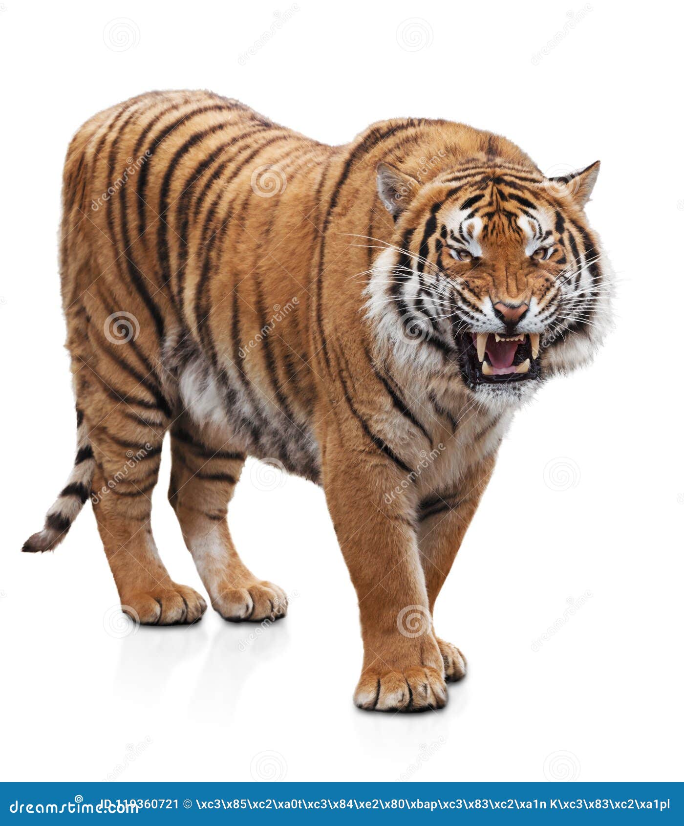 furious tiger