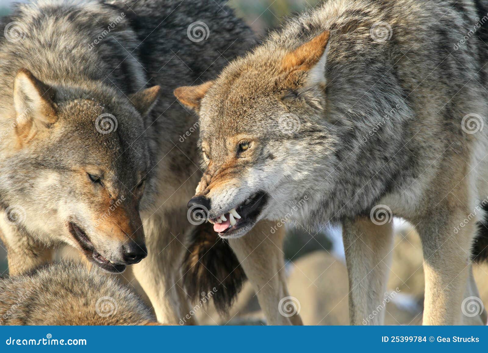 Growling wolf stock photo. Image of wild, european, wolf - 25399784