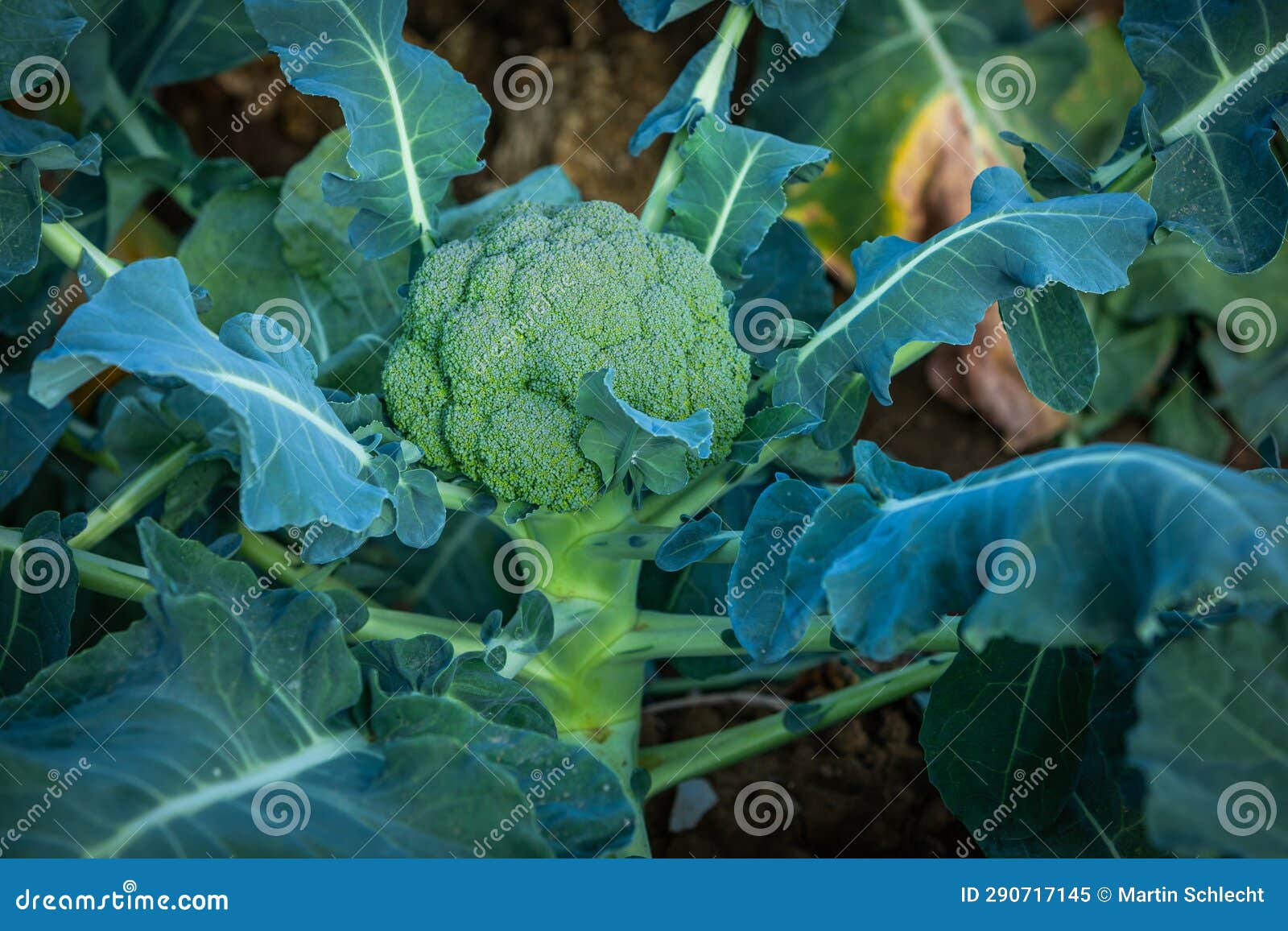Grown Broccoli Plant on a Field Outside Stock Image Image of background, healthy 290717145
