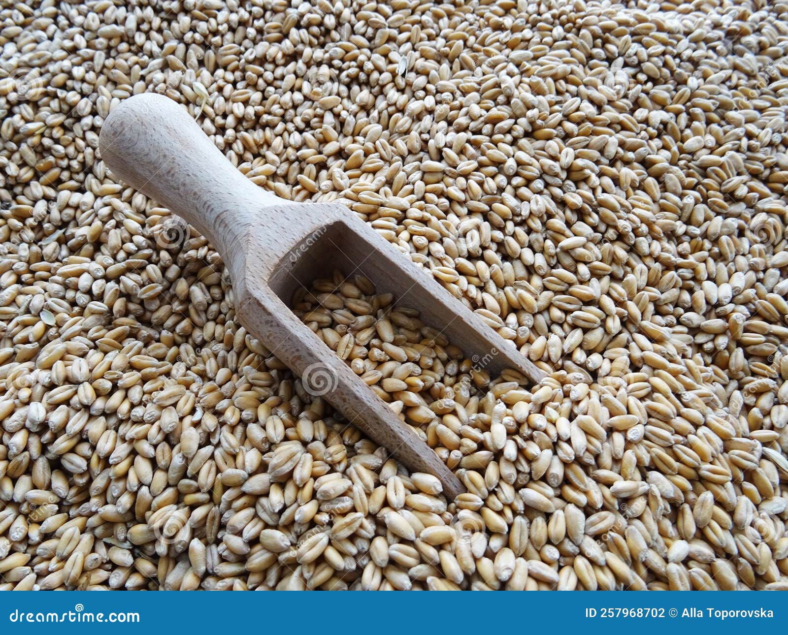 Grown Crop of Cereals, Wheat Seeds Closeup Stock Photo Image of