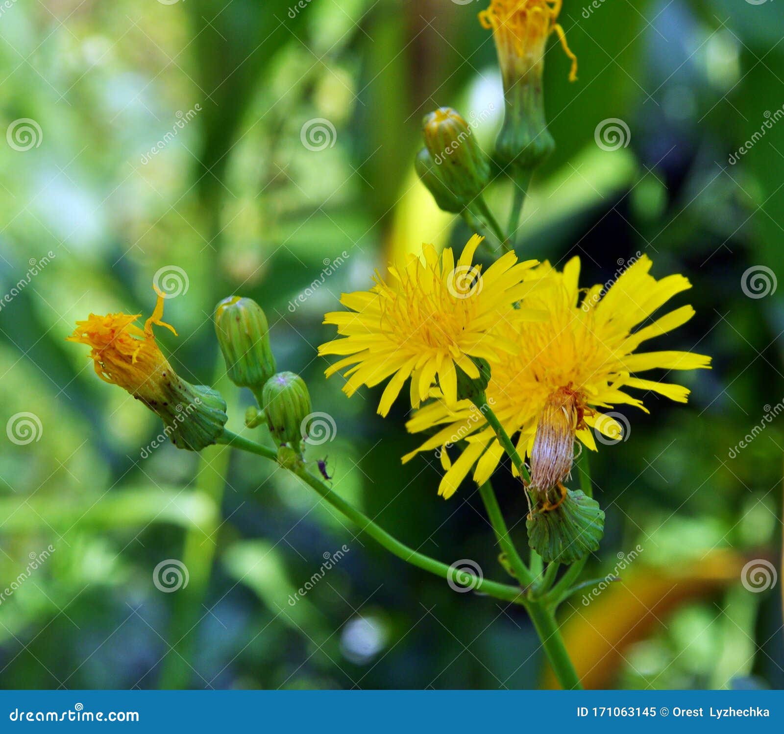 it grows in nature yellow-field thistle sonchus arvensis