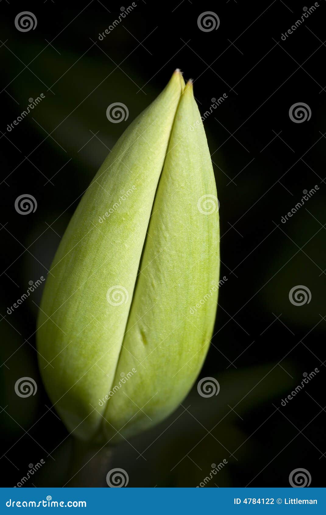 Tulip Growth Stage Photos Free & RoyaltyFree Stock Photos from