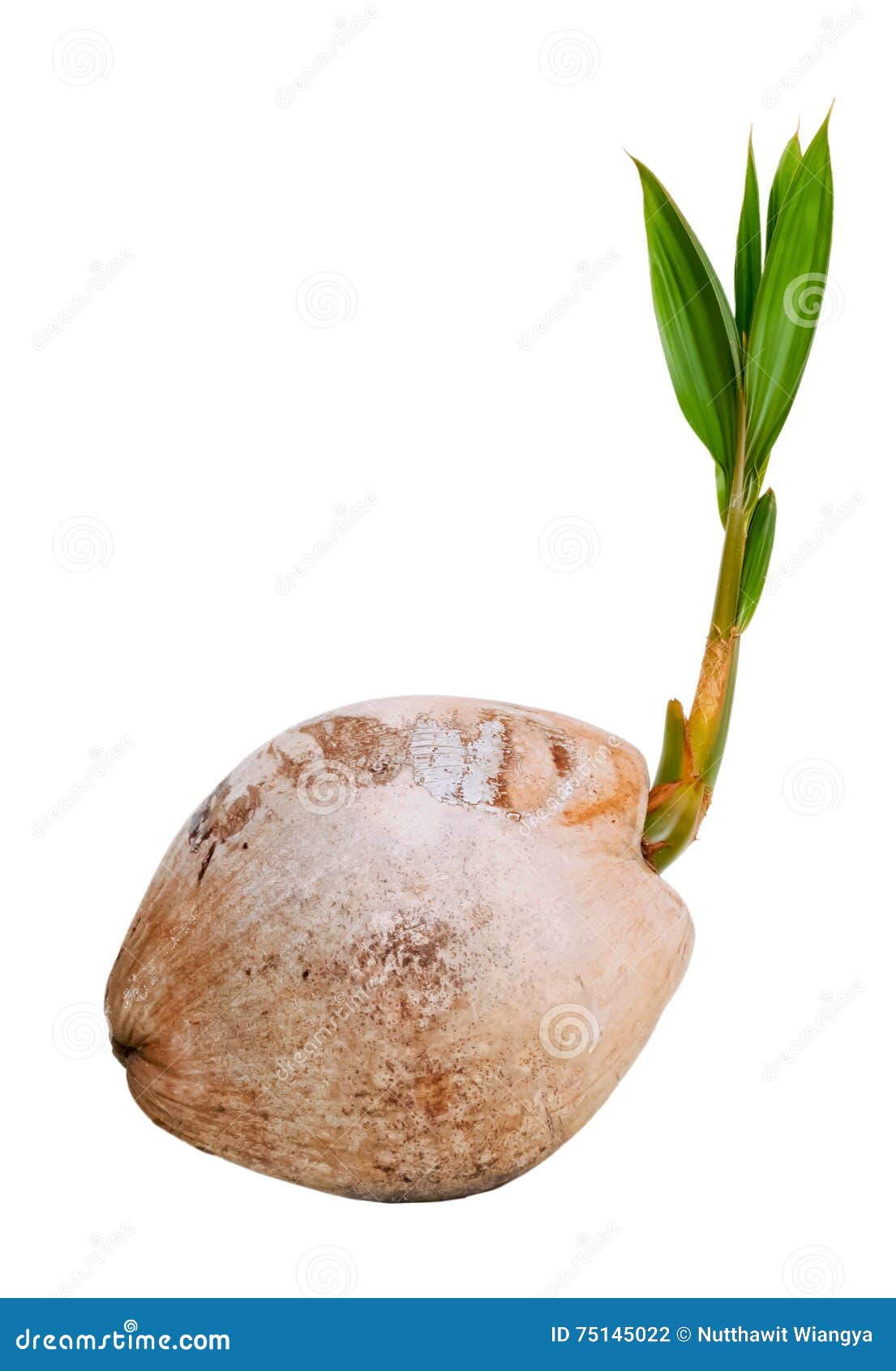 Growth,coconut sprout stock photo. Image of green, nature 75145022