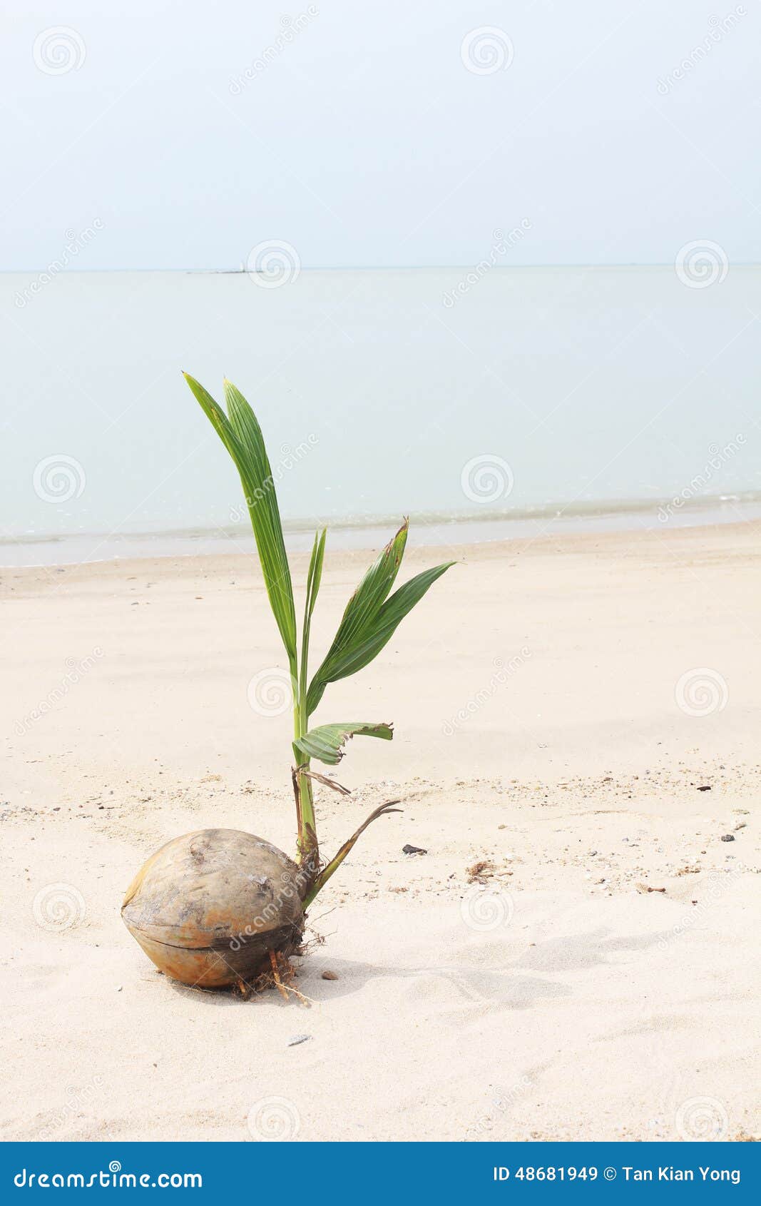 Growth of a Coconut Tree Seedling by the Beach Stock Image Image of