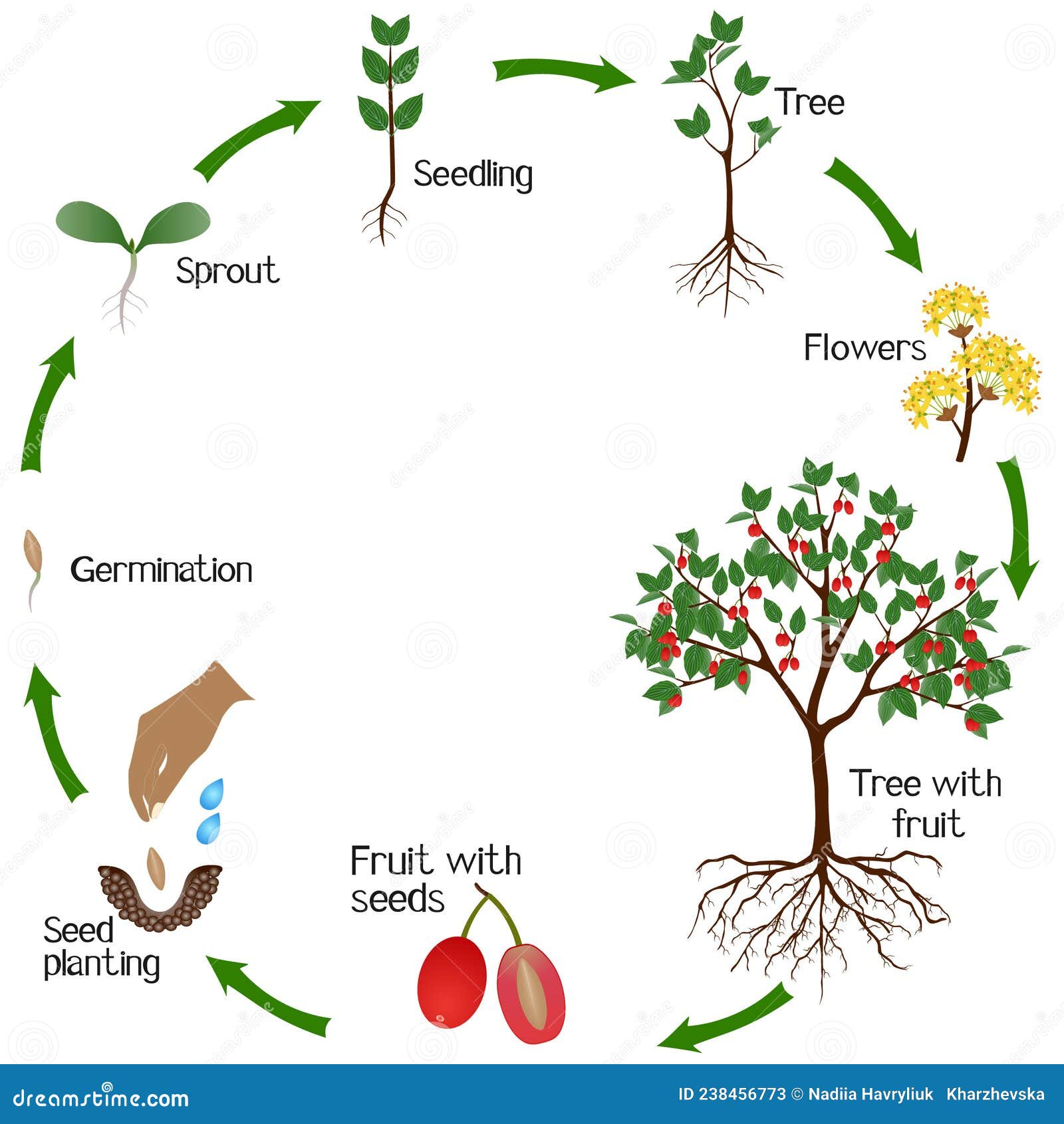 A Growth Cycle of Dogwood Plant on a White Background. Stock