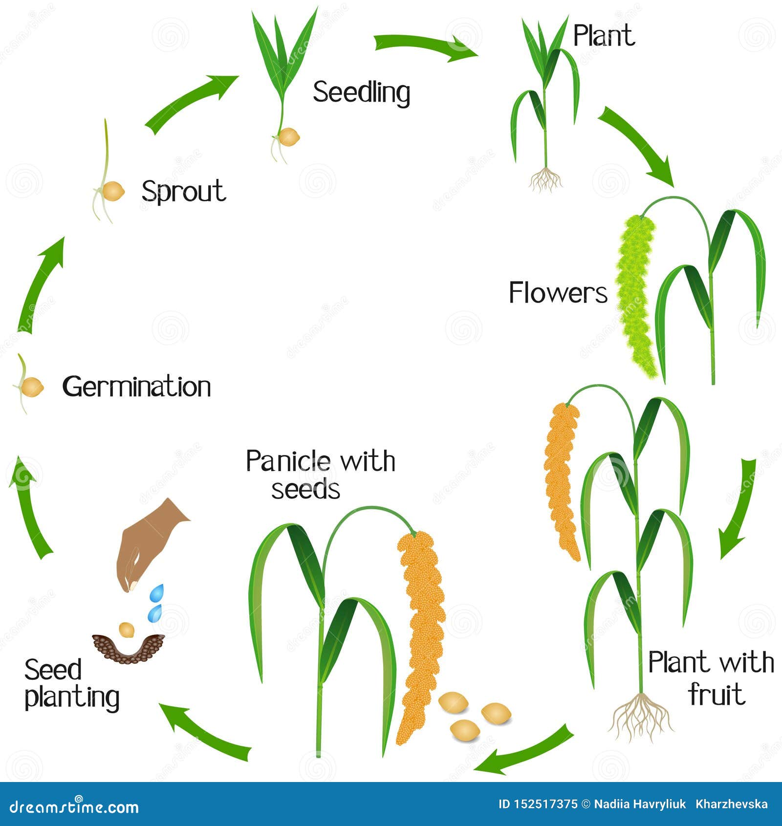 Parts Of Foxtail Millet Plant On A White Background Cartoon Vector parts-of-foxtail-millet-plant-on-a-white-background-cartoon-vector