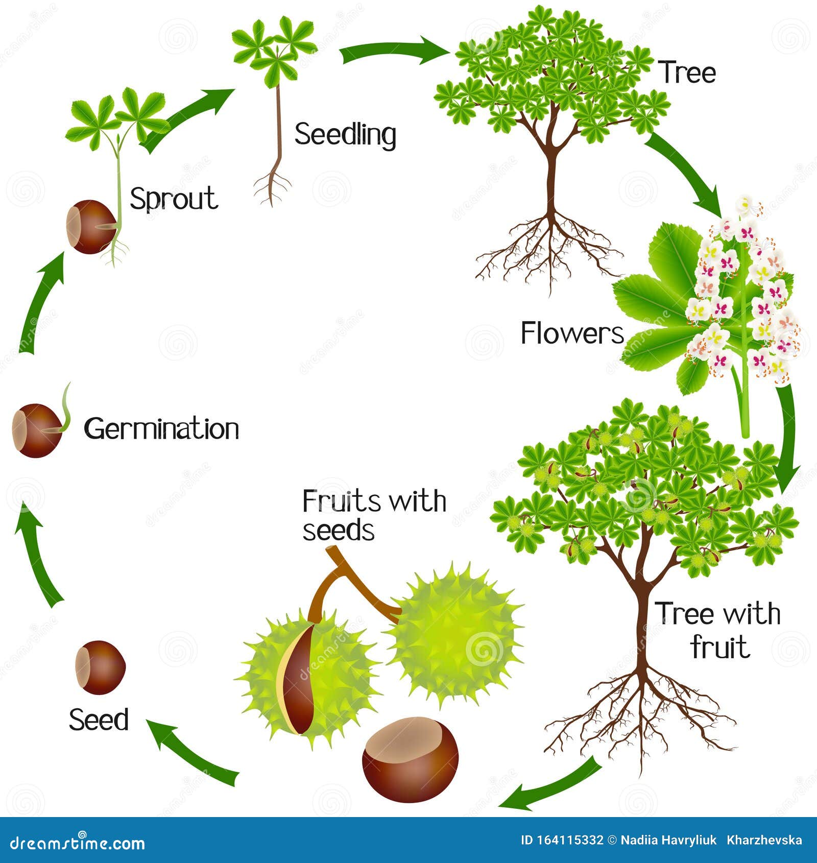 A Growth Cycle Of Horse Chestnut Plant On A White Background. Vector ...