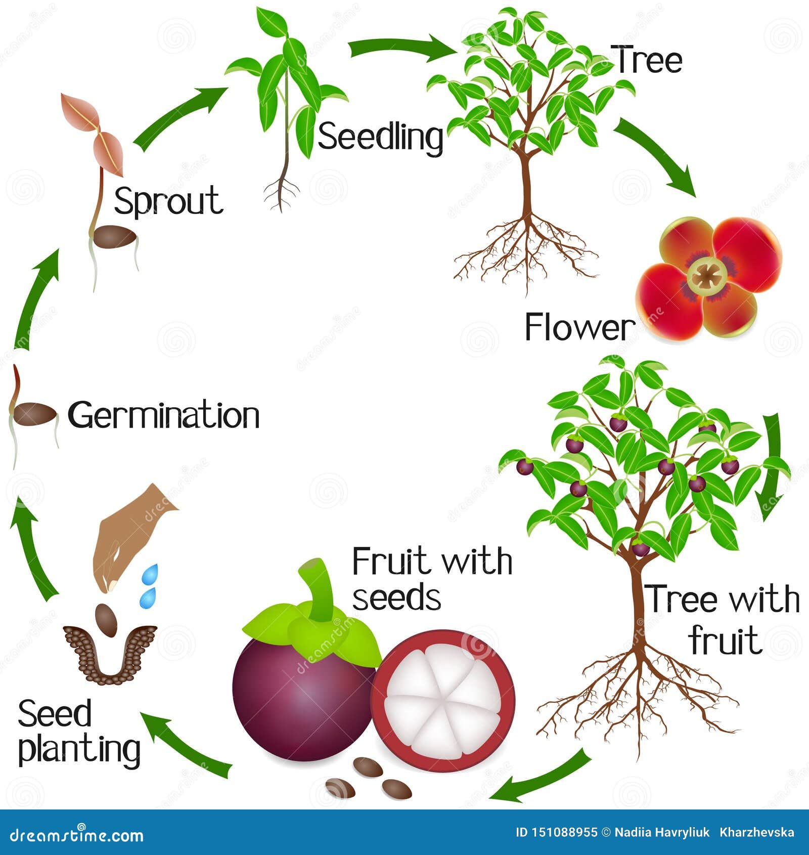 Life Cycle Mango Seed Growing Stages PIXMOB life-cycle-mango-seed-growing-stages-pixmob