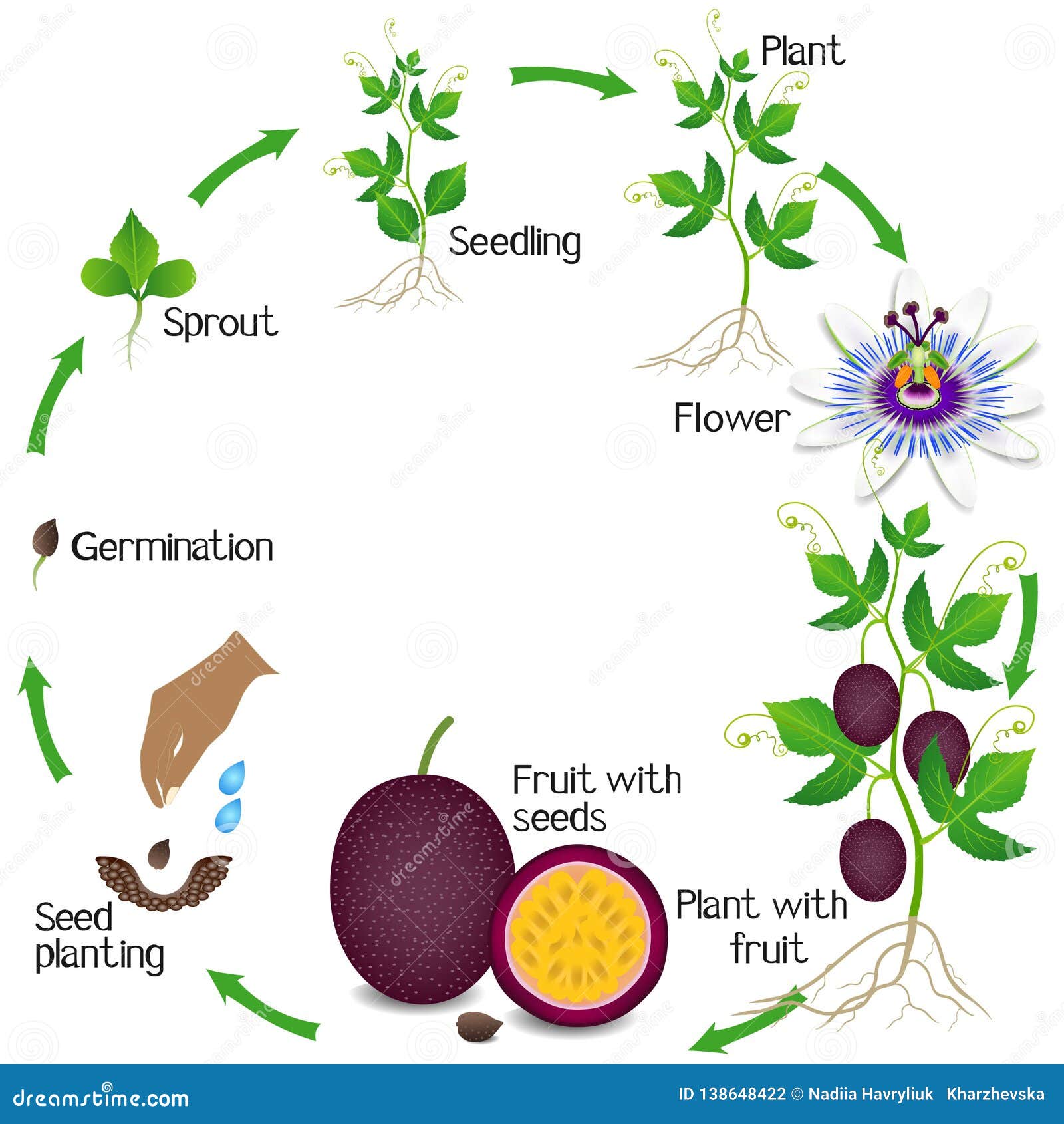 Жизненный цикл овощных растений по маркову