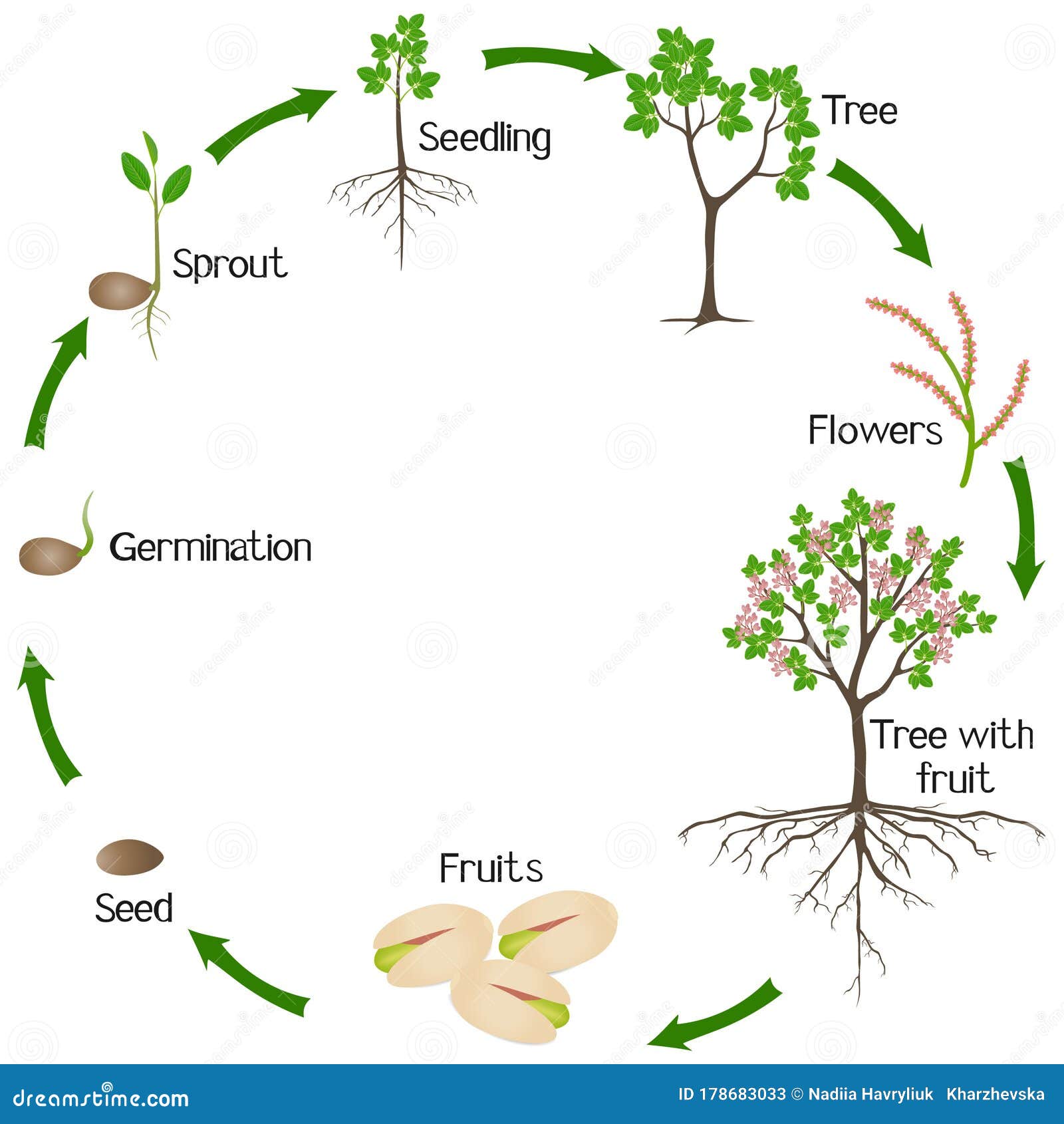 A Growth Cycle of Pistachio Plant on a White Background. Stock Vector