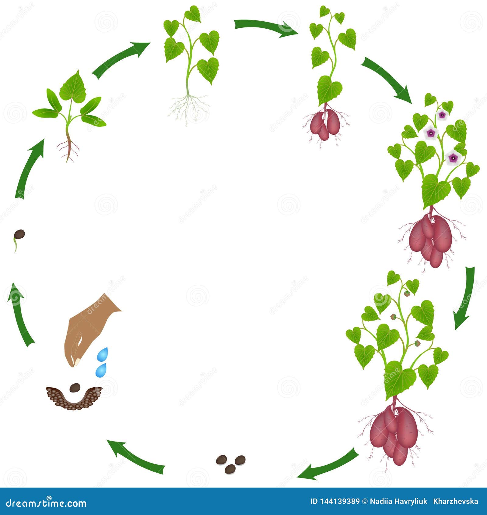 Potato Plant Growth Cycle Stock Illustrations 63 Potato Plant Growth Cycle Stock Illustrations Vectors Clipart Dreamstime Potato Plant Growth Cycle Stock Illustrations 63 Potato Plant Growth Cycle Stock Illustrations Vectors Clipart Dreamstime