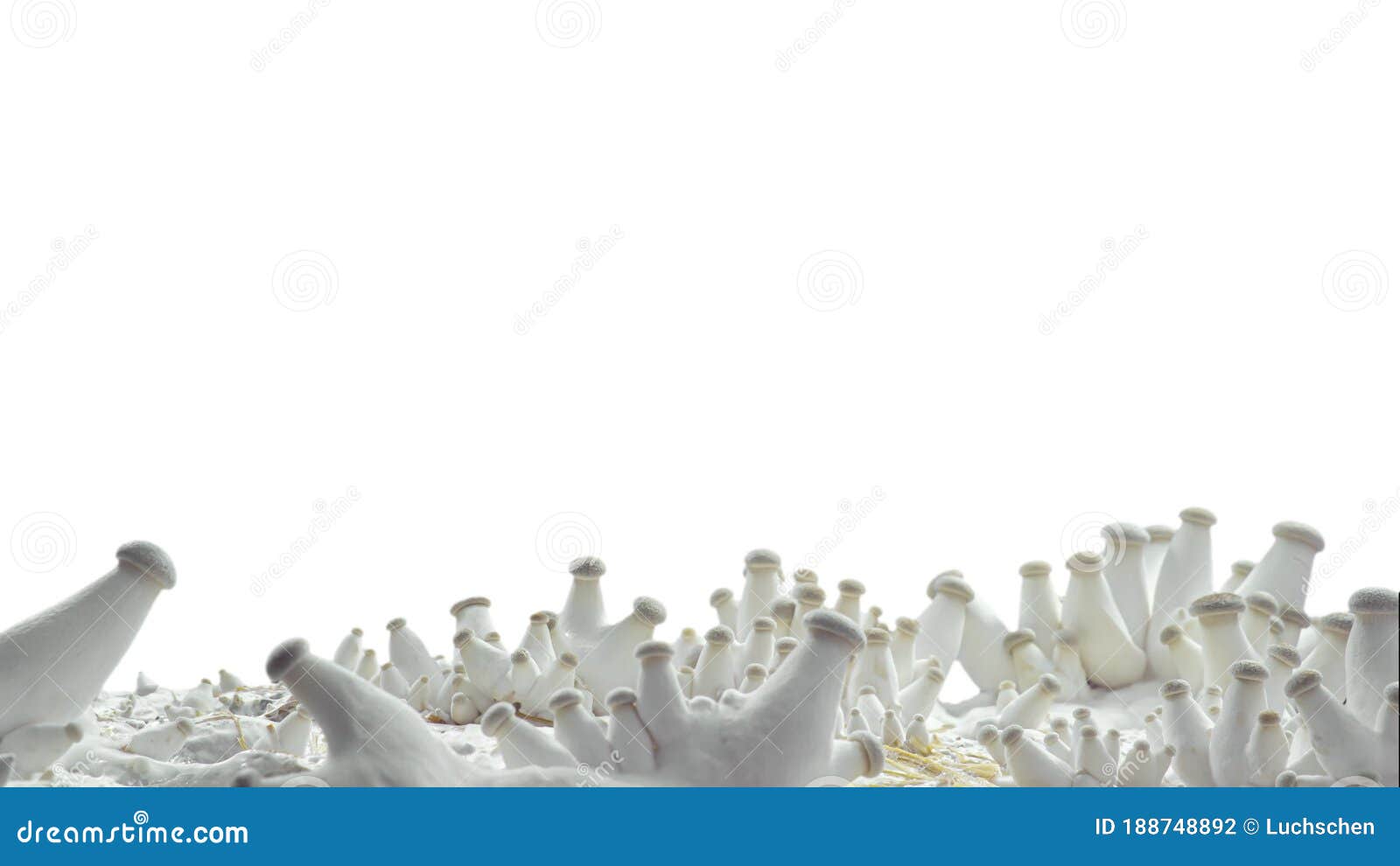 The Growth of Edible White Mushrooms. Time Lapse for 8 Days Stock Footage Video of mushrooms