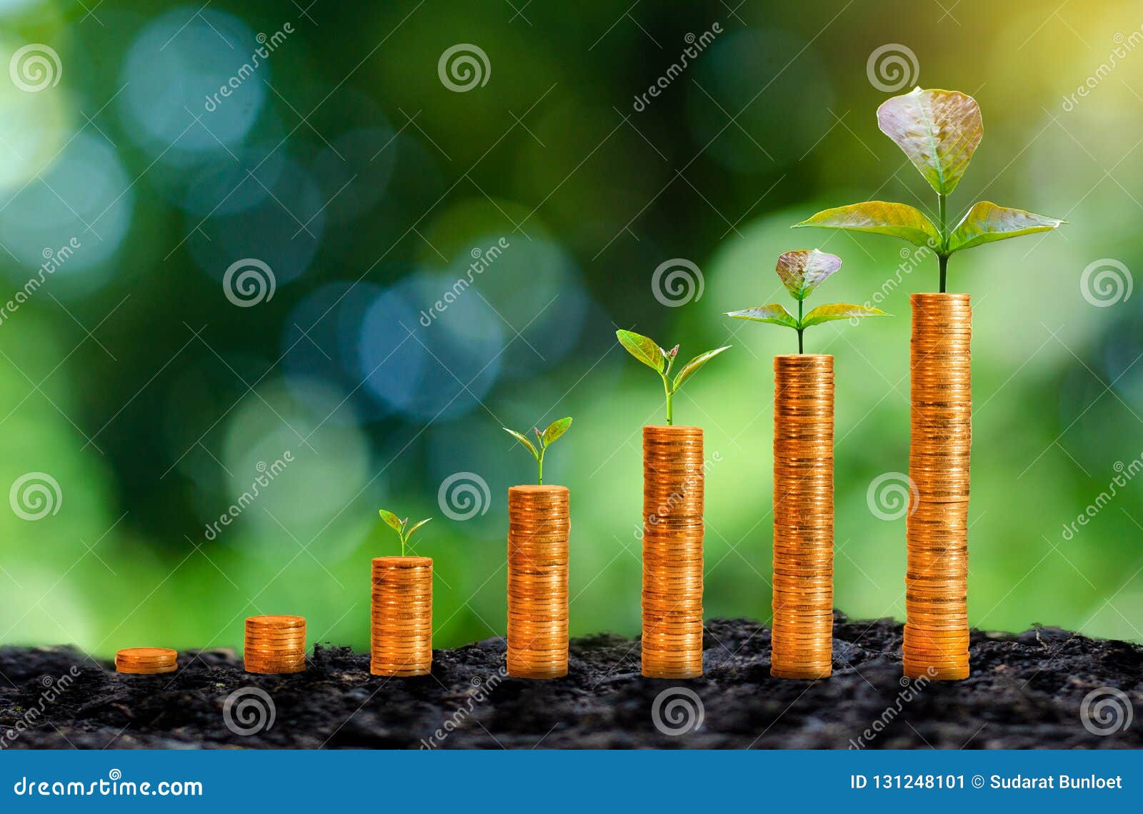 the growth of gold coins has a natural green background tree.