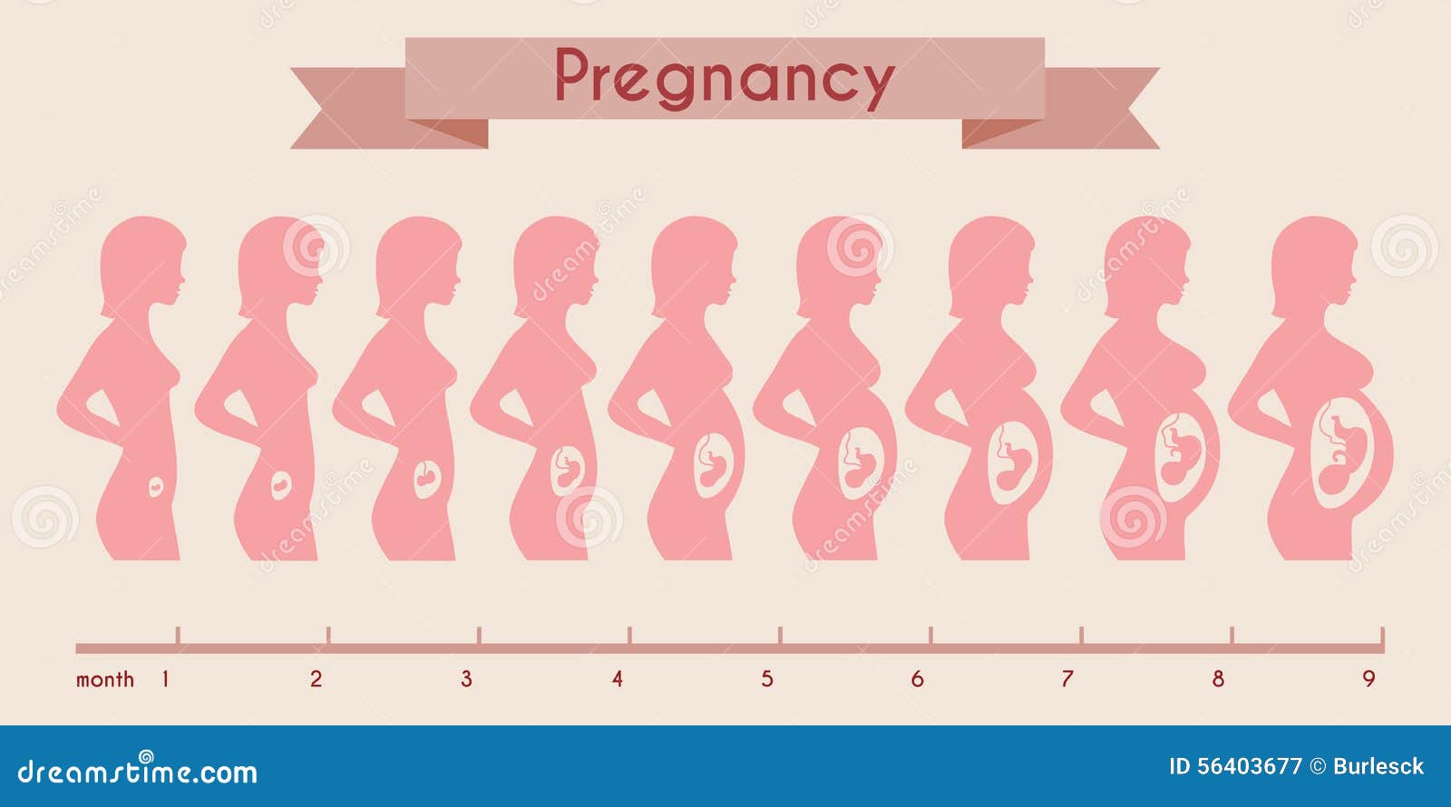 Growth Of Human Fetus With Female Silhouette In Cartoon Vector growth-of-human-fetus-with-female-silhouette-in-cartoon-vector