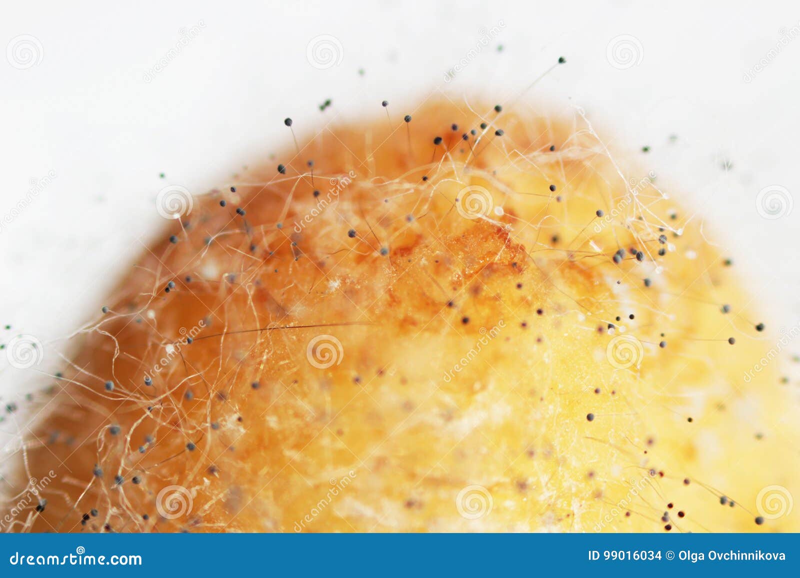 Growth of Mushrooms Aspergillosis Aspergillus Flavus on a Rotten Banana ...