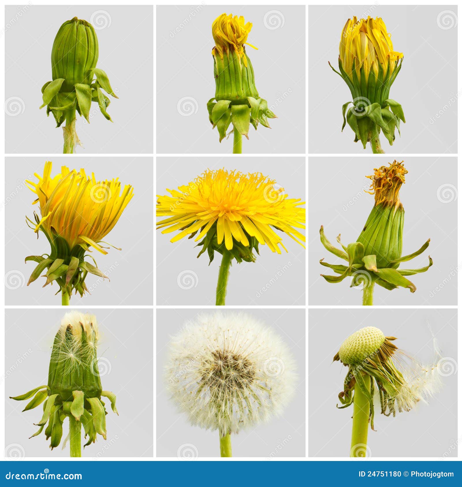 Dandelion Growth Chart