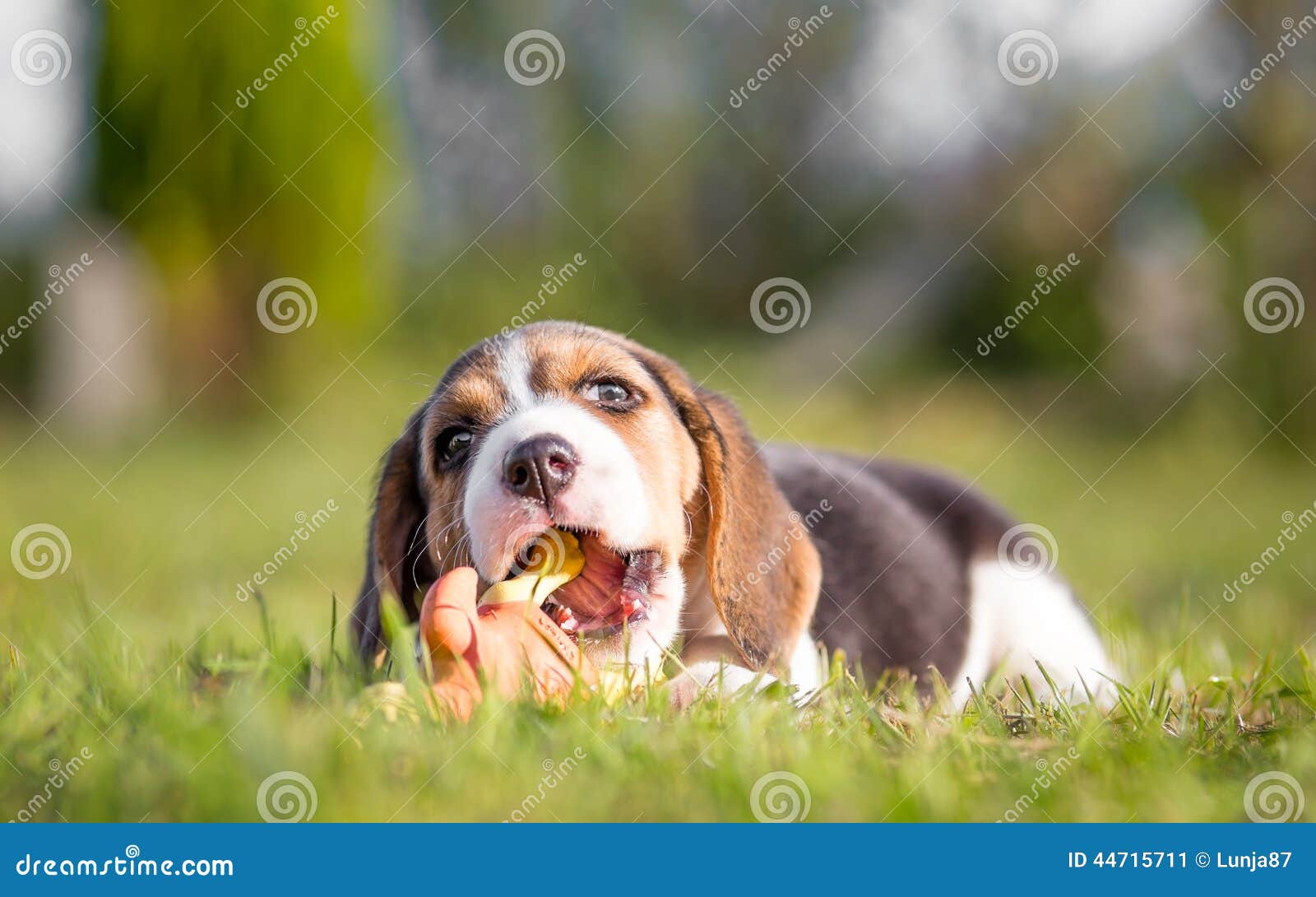 Growth of Puppy Teeth stock image. Image of little, canine 44715711