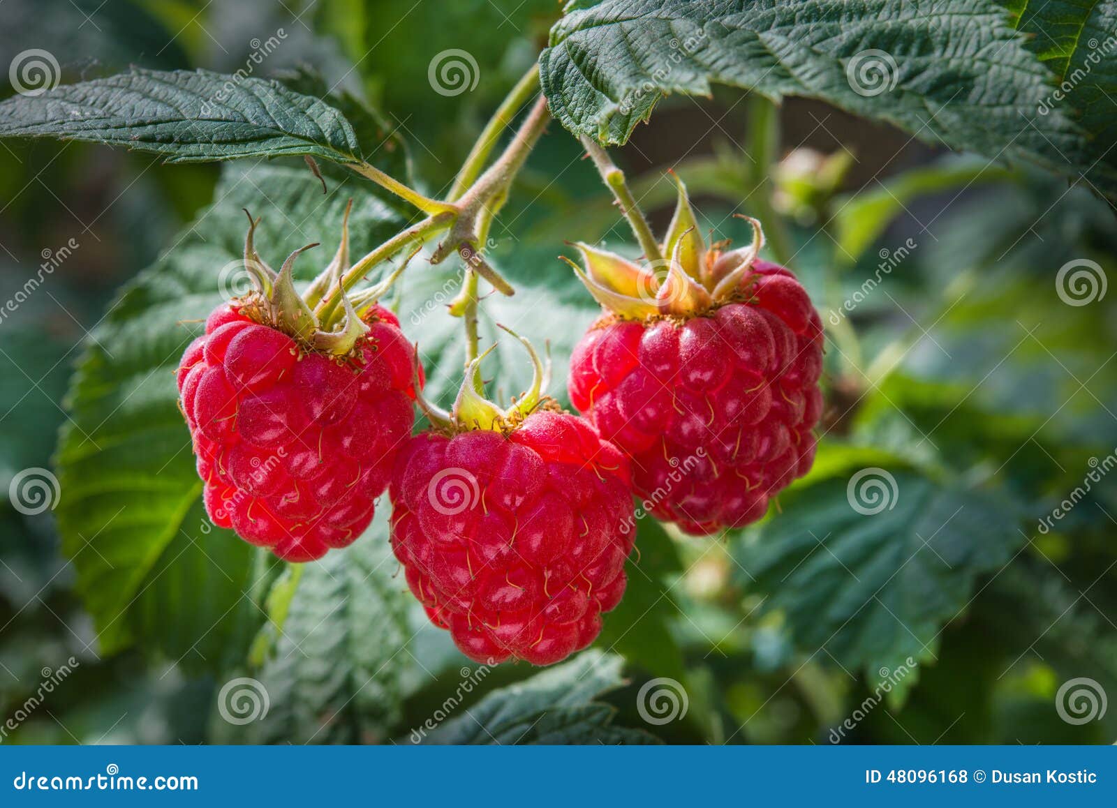 Growth raspberries stock photo. Image of ripe, natural 48096168