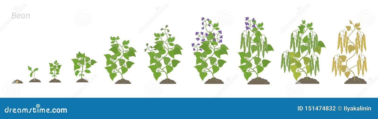 Growth Stages of Bean Plant. Bean Family Fabaceae Phases Set Ripening  Period. Life Cycle, Animation Progression. Stock Vector - Illustration of  grade, cycle: 151474832