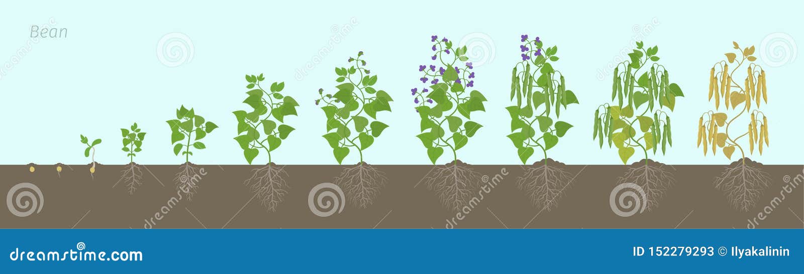 Growth Stages of Bean Plant with Roots in the Soil. Bean Family Fabaceae  Phases Set Ripening Period. Life Cycle, Animation Stock Illustration -  Illustration of growing, sprout: 152279293