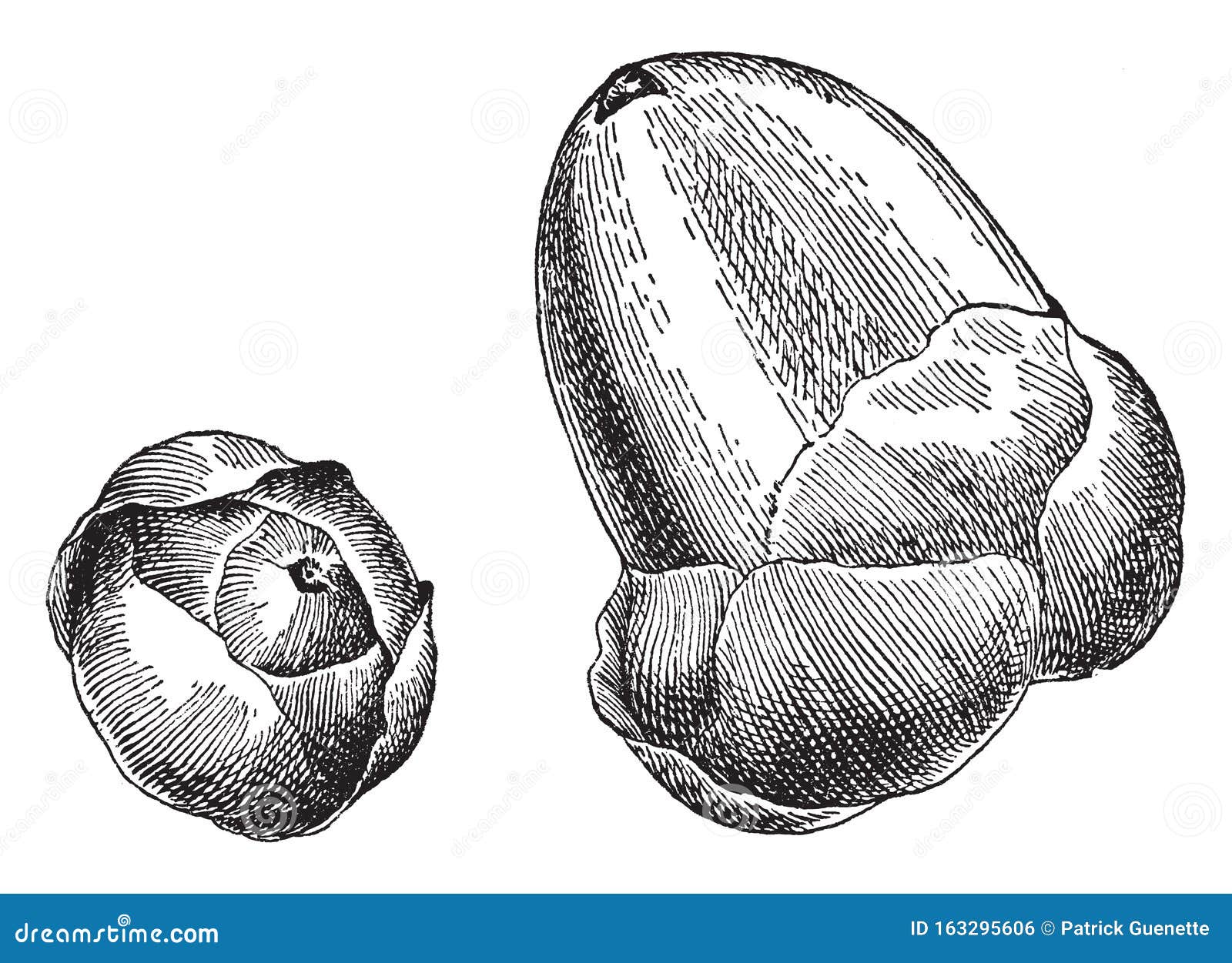 Growth Stages of Coconut Vintage Illustration Stock Vector ...