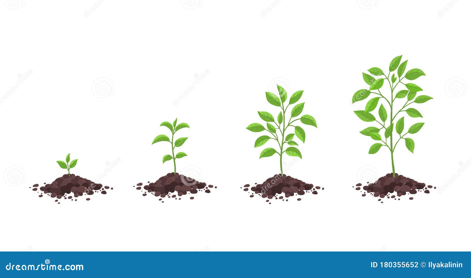 Growth Stages Diagram. Sprout Seedling Shoot Germination in the Pile ...