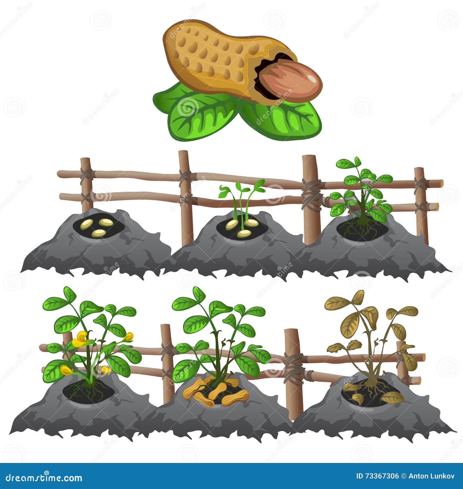 Growth Stage Of Beans. Cartoon Vector | CartoonDealer.com #89990219