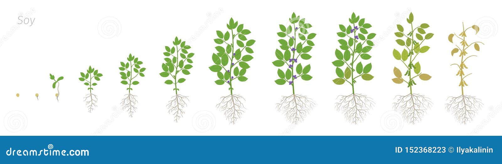 growth stages of soybean plant with roots. soya bean phases set. glycine max. animation progression.